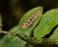 Episyrphus balteatus